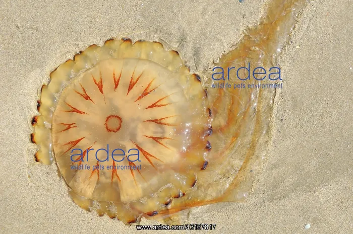 : Compass Jellyfish : Compass Jellyfish