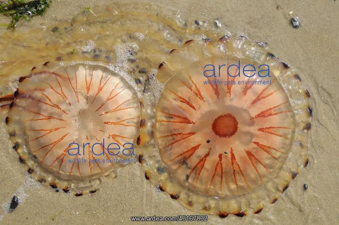 : Compass Jellyfish : Compass Jellyfish