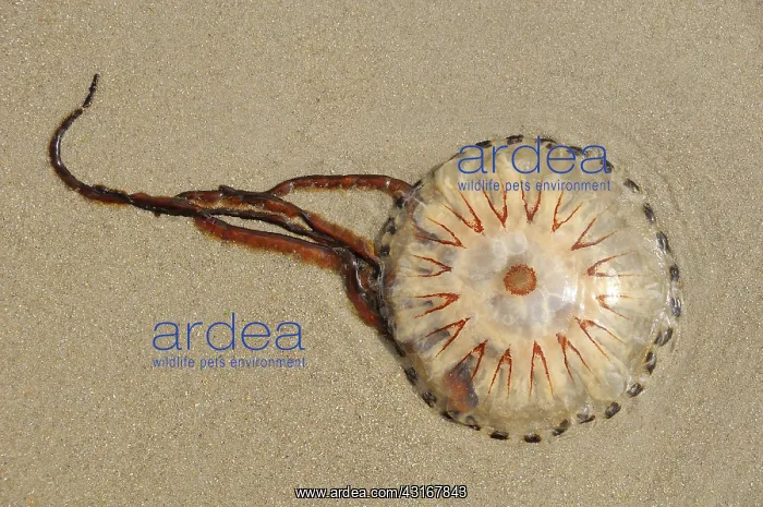 : Compass Jellyfish : Compass Jellyfish