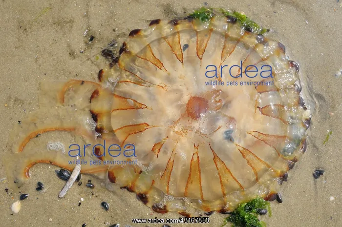 : Compass Jellyfish : Compass Jellyfish