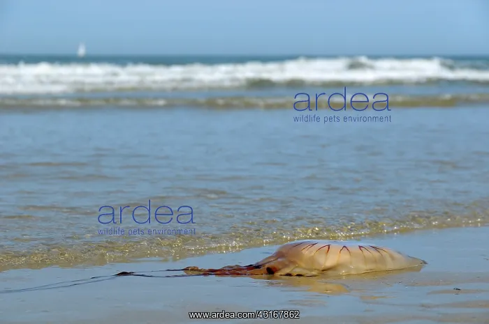 : Compass Jellyfish : Compass Jellyfish