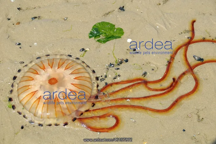 : Compass Jellyfish : Compass Jellyfish