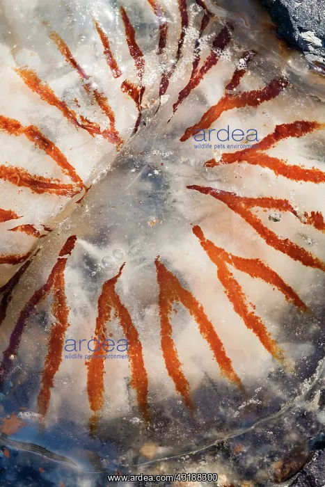 : Compass Jellyfish : Compass Jellyfish