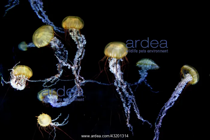 : Compass jellyfish (Chrysaora hysoscella), black : Compass jellyfish (Chrysaora hysoscella), black