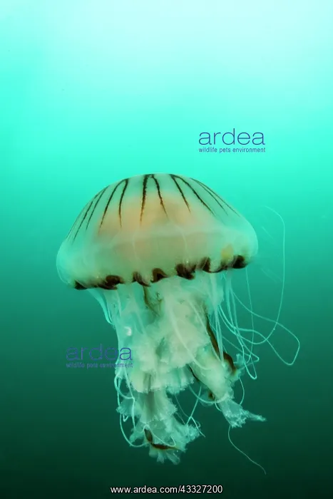 : Compass Jellyfish (Chrysaora hysoscella) off the : Compass Jellyfish (Chrysaora hysoscella) off the