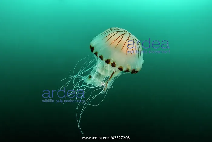: Compass Jellyfish (Chrysaora hysoscella) off the : Compass Jellyfish (Chrysaora hysoscella) off the
