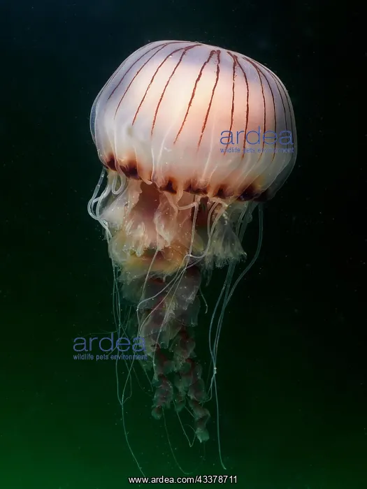 : Compass Jellyfish (Chrysaora hysoscella), Rinvyle : Compass Jellyfish (Chrysaora hysoscella), Rinvyle