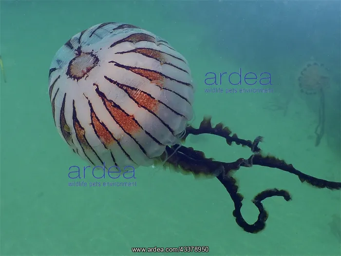 : Compass Jellyfish (Chrysaora hysoscella), Rinvyle : Compass Jellyfish (Chrysaora hysoscella), Rinvyle