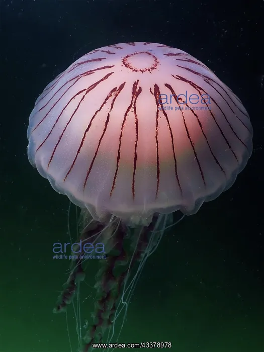 : Compass Jellyfish (Chrysaora hysoscella), Rinvyle : Compass Jellyfish (Chrysaora hysoscella), Rinvyle