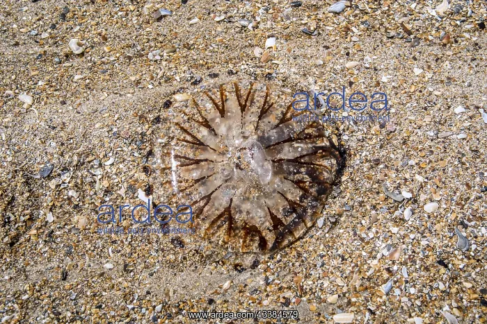 : Compass jellyfish (Chrysaora hysoscella) washed : Compass jellyfish (Chrysaora hysoscella) washed
