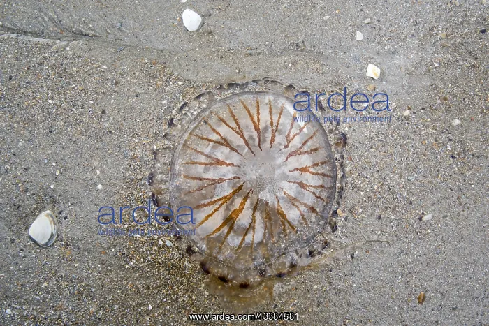 : Compass jellyfish (Chrysaora hysoscella) washed : Compass jellyfish (Chrysaora hysoscella) washed