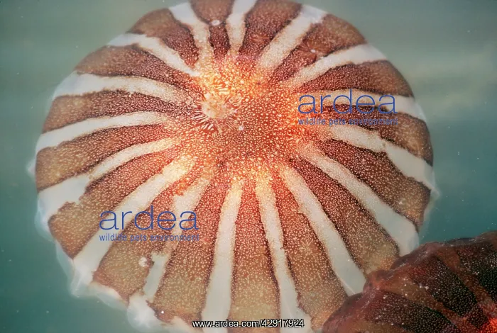 : Compass JELLYFISH - close-up : Compass JELLYFISH - close-up