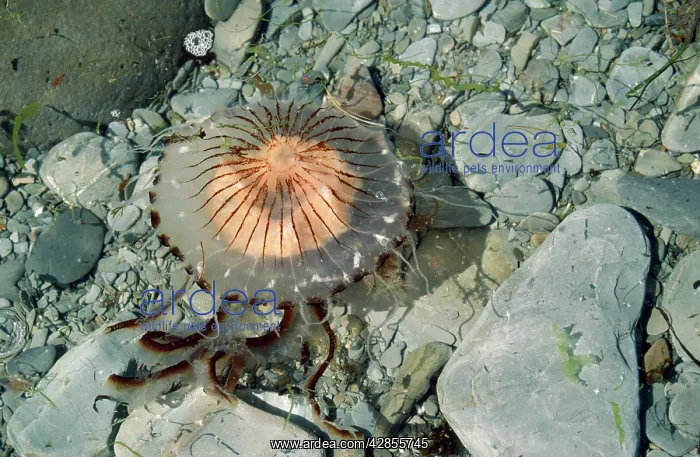 : Compass Jellyfish - lundy shore UK : Compass Jellyfish - lundy shore UK