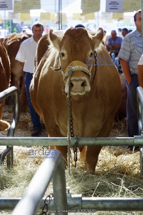 : Competition of the breed Limousine Festival of animal Brive : Competition of the breed Limousine Festival of animal Brive