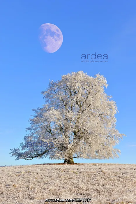 : Composing, Common beech (Fagus sylvatica) with hoar : Composing, Common beech (Fagus sylvatica) with hoar
