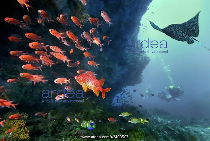 : Composing eagle rays, soldierfish (Myripristinae) : Composing eagle rays, soldierfish (Myripristinae)