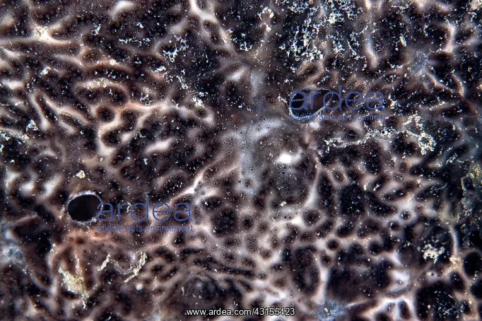 : Composite Ascidians : Composite Ascidians