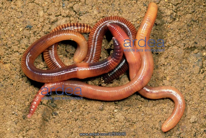 : Composr Earthworm - aggregation : Composr Earthworm - aggregation