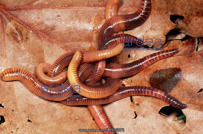 : Compost Earthworm - mass : Compost Earthworm - mass