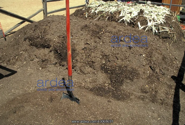 : Compost Pile : Compost Pile
