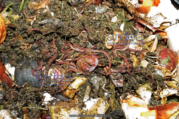 : Compost / Wormery - closeup of worms amongst variety : Compost / Wormery - closeup of worms amongst variety