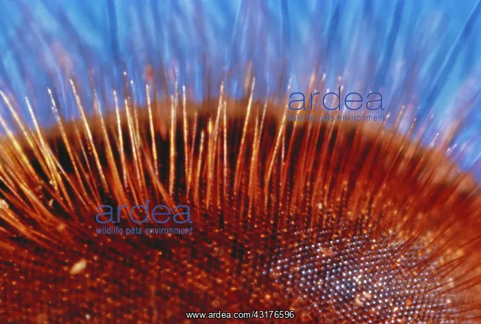 : Compound eye of a bee : Compound eye of a bee