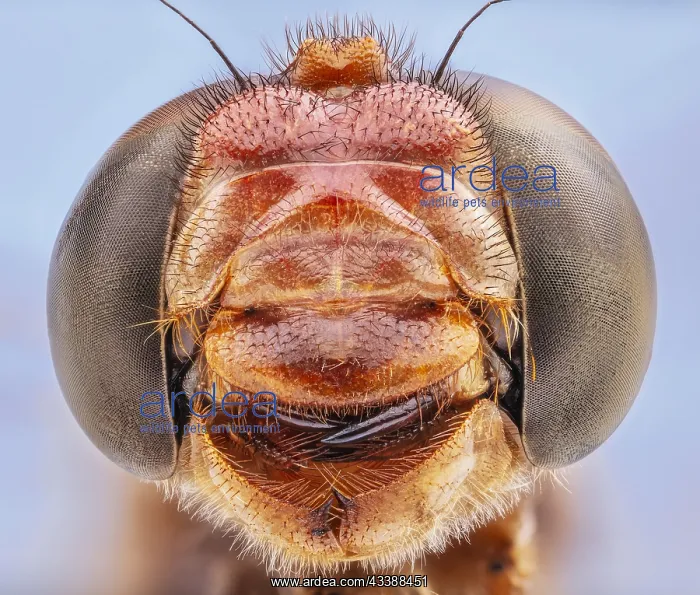 : Compound Eyes and Vicious Mouthparts, Cardinal Meadowhawk : Compound Eyes and Vicious Mouthparts, Cardinal Meadowhawk