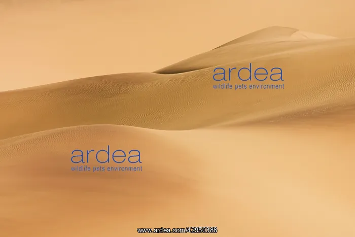  : Compressed Perspective of the Big Namib DunesEastern