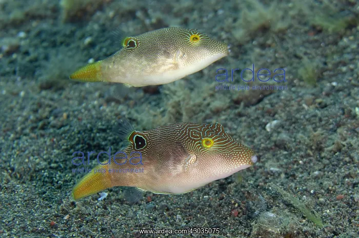 : Compressed Tobies - aka Fingerprint Toby, Pair : Compressed Tobies - aka Fingerprint Toby, Pair