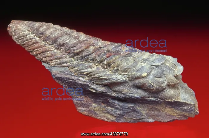 : Compressed Trilobite : Compressed Trilobite