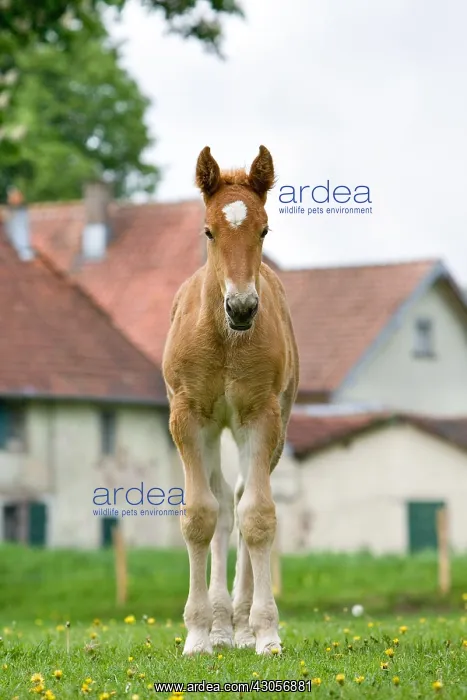  : Comtoins foal in a meadow in the spring France