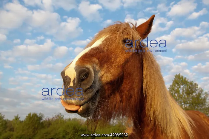 : Comtois Horse : Comtois Horse