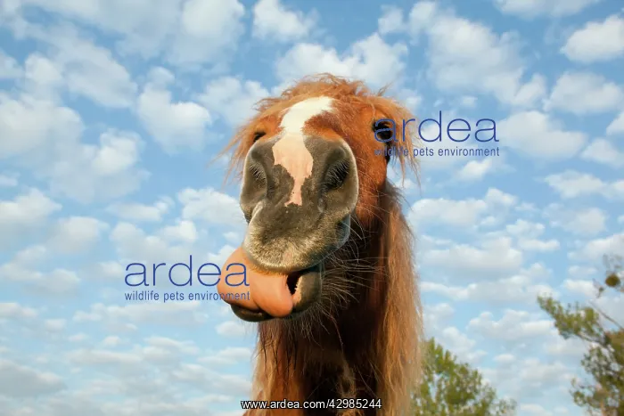 : Comtois Horse : Comtois Horse