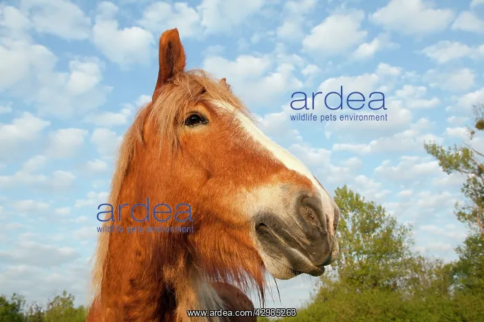 : Comtois Horse : Comtois Horse