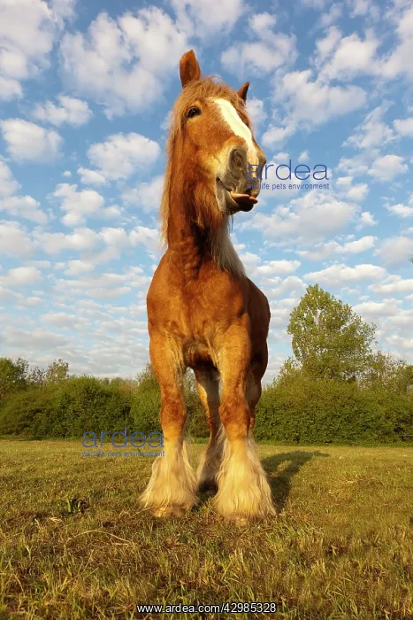 : Comtois Horse : Comtois Horse