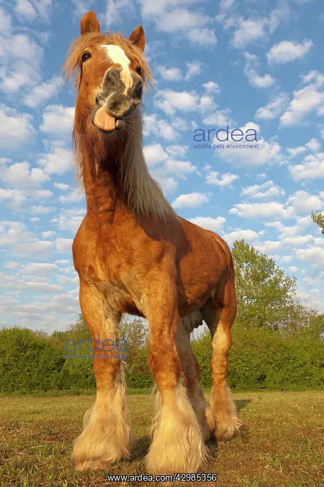: Comtois Horse : Comtois Horse