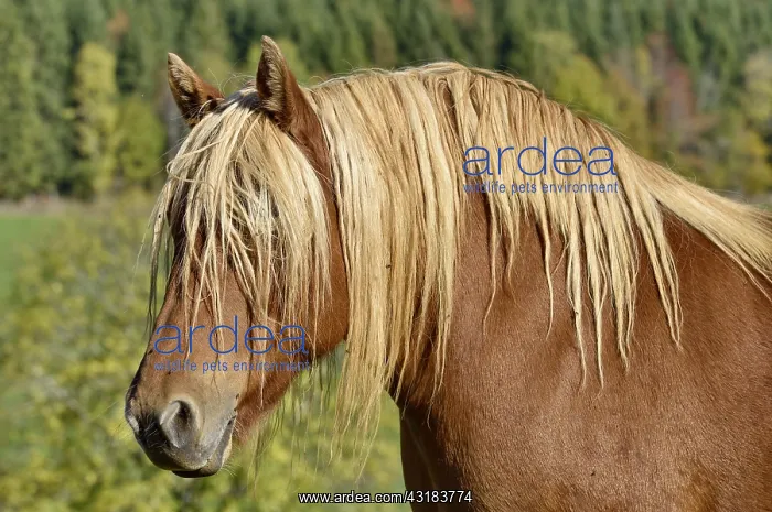  : Comtois horse grazing in the Haut-Doubs, France
