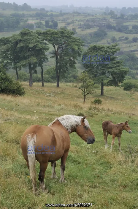 : Comtois Horse in meadow Ardeche France : Comtois Horse in meadow Ardeche France