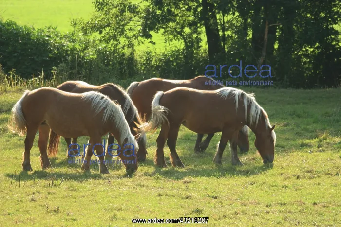 : Comtois horses ina meadow - Alsace France : Comtois horses ina meadow - Alsace France