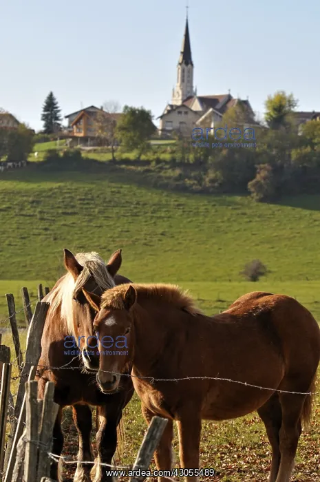 : Comtois horses in a meadow Maiche Plateau Jura France : Comtois horses in a meadow Maiche Plateau Jura France