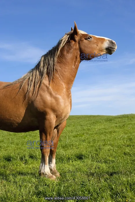 : Comtoise Mare in the meadow Cantal France : Comtoise Mare in the meadow Cantal France
