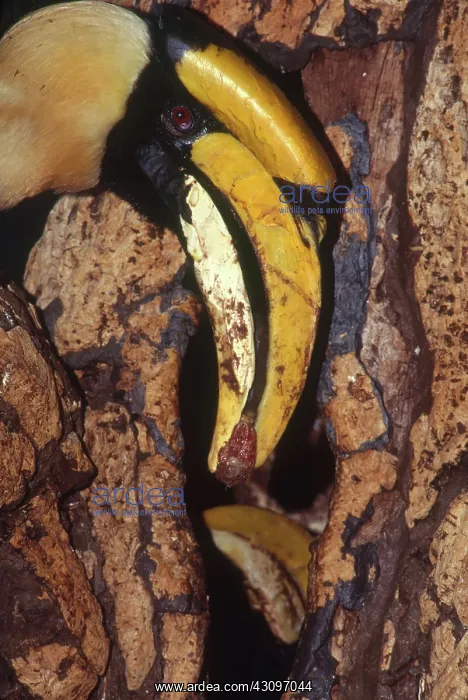 : Concave-casqued Hornbill : Concave-casqued Hornbill