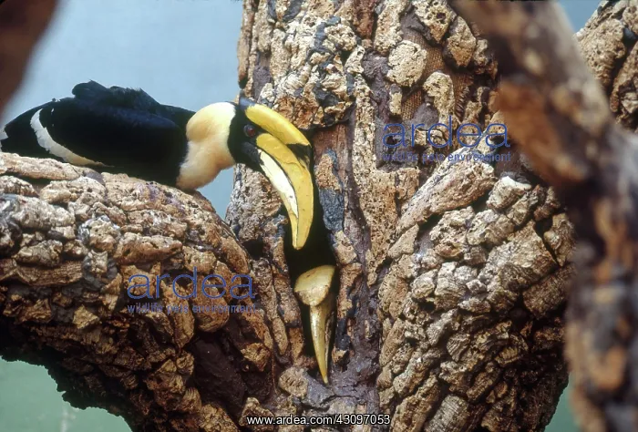 : Concave-casqued Hornbill : Concave-casqued Hornbill