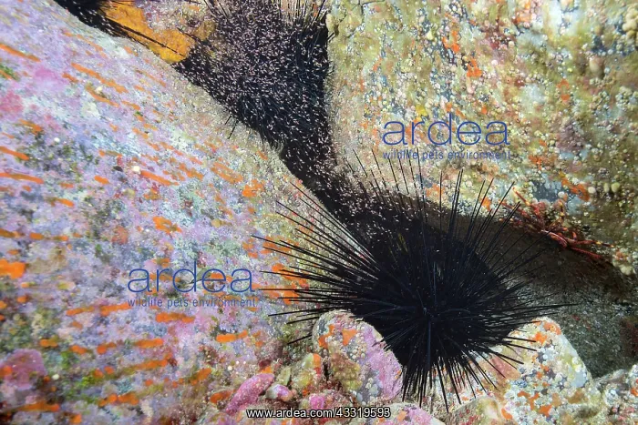 : Concentration of mysedaceans (Mysidacea) near a : Concentration of mysedaceans (Mysidacea) near a