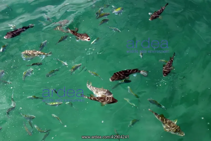 : Concentric Pufferfish : Concentric Pufferfish