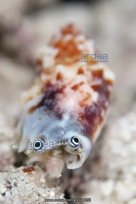 : Conch Shell - eyes during night dive : Conch Shell - eyes during night dive