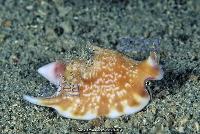 : Conch shell, Strombus vomer vomer, Walindi, West New Britain : Conch shell, Strombus vomer vomer, Walindi, West New Britain