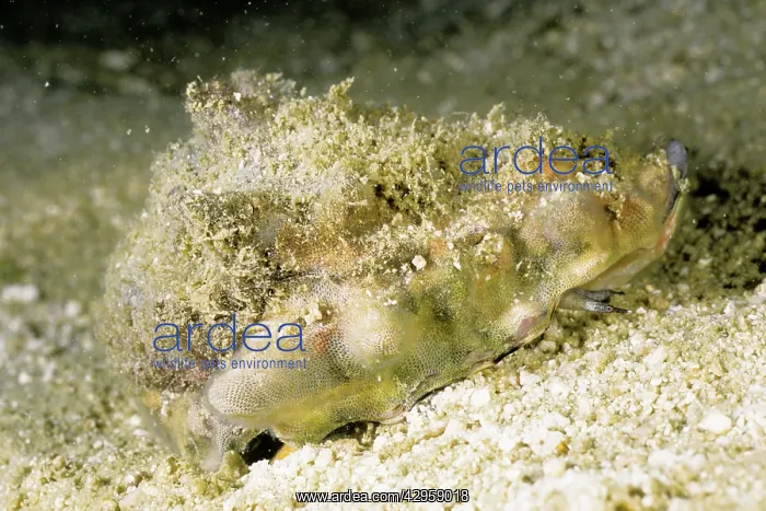 : Conch (Strombus sp.). Andaman Sea, Myanmar. Dr David Wachenfeld / Auscape / ardea.com : Conch (Strombus sp.). Andaman Sea, Myanmar. Dr David Wachenfeld / Auscape / ardea.com