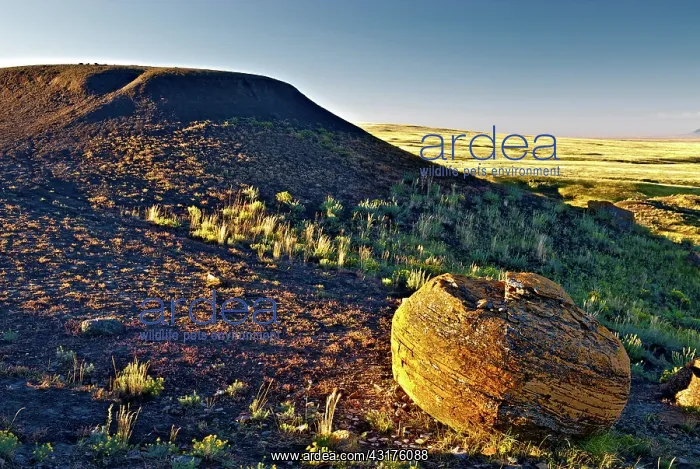 : Concretion on Prairie, Red Rock Coulee : Concretion on Prairie, Red Rock Coulee