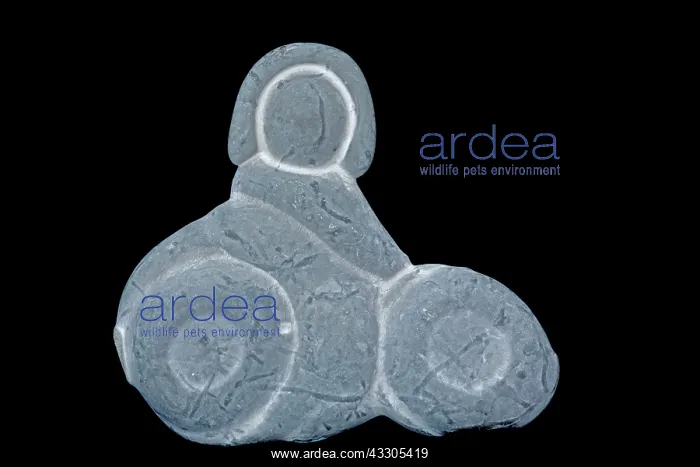 : Concretion - in the shape of woman riding a bike : Concretion - in the shape of woman riding a bike